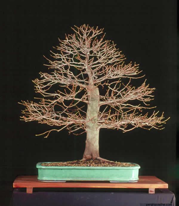 ֱ��ʽ�辰��ľ �C ��ò