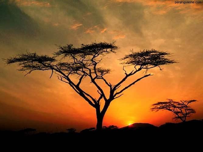 非洲树木